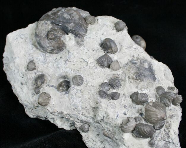 Gastropod & Brachiopod Fossils - Indiana #6609